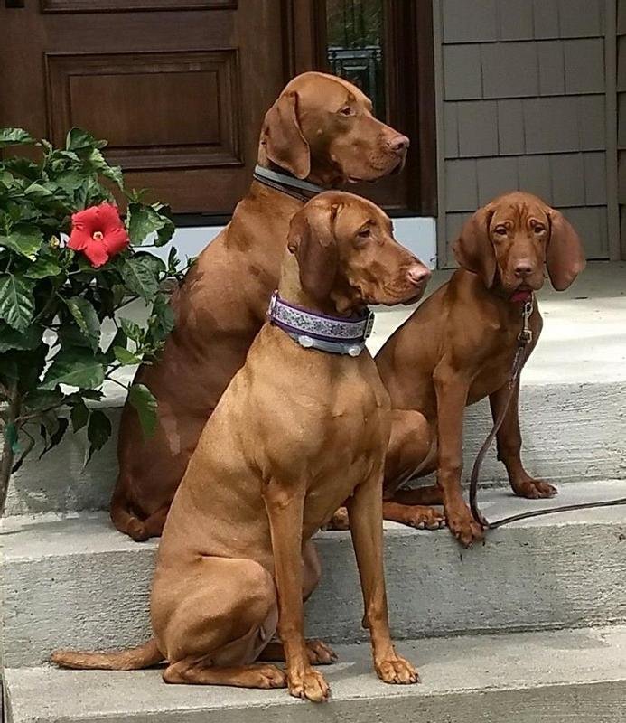 Seresto large dog collar for dogs over 18 lbs providing 8 months flea and tick protection with water-resistant and odorless formula